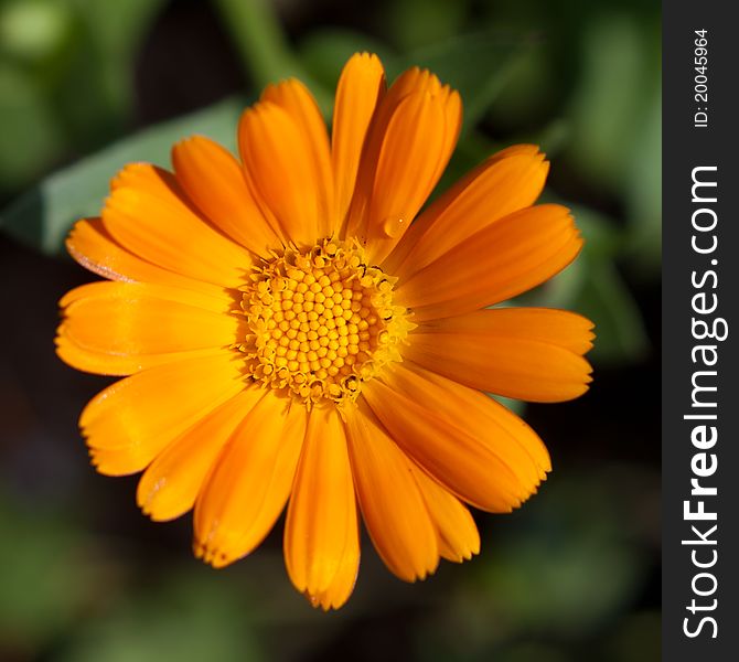 Orange flower closeup. Shallow DOF.