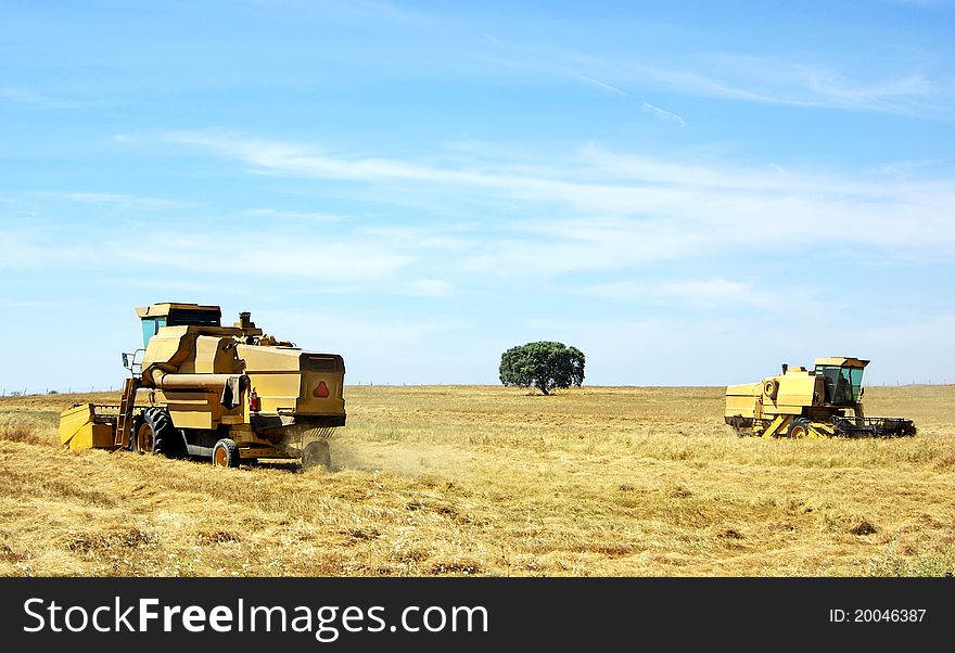 Combine harvesting wheat in  field.