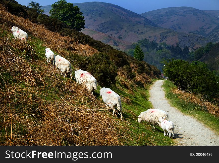 Sheep wandering up a hill in Shropshire