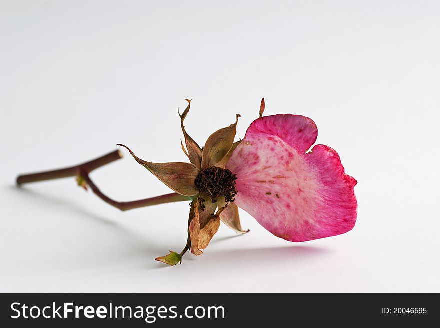 Single dying pink Rose lying on a white background. Single dying pink Rose lying on a white background