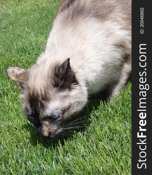 Cat on grass in summer