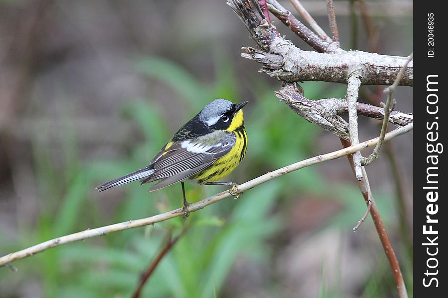 A beautiful yellow,black,white and gray bird perching on red osier dogwood during spring migration. A beautiful yellow,black,white and gray bird perching on red osier dogwood during spring migration.