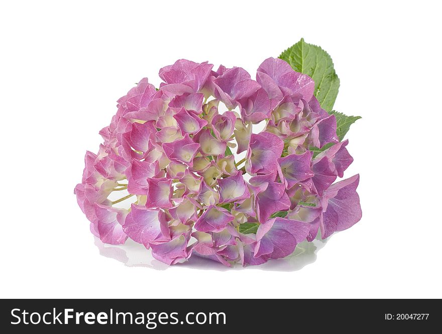 Pink hydrangea macrophylla on white background