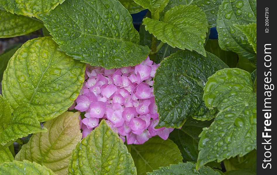 Hydrangea Macrophylla with green leaves