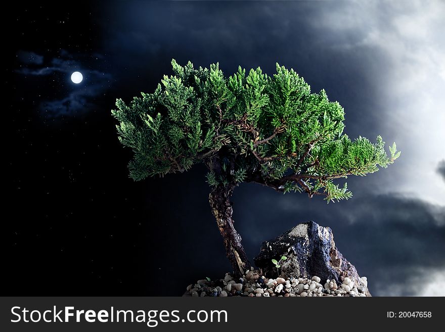 Lonely tree in the night sky with moon, stars, and cloud. Lonely tree in the night sky with moon, stars, and cloud