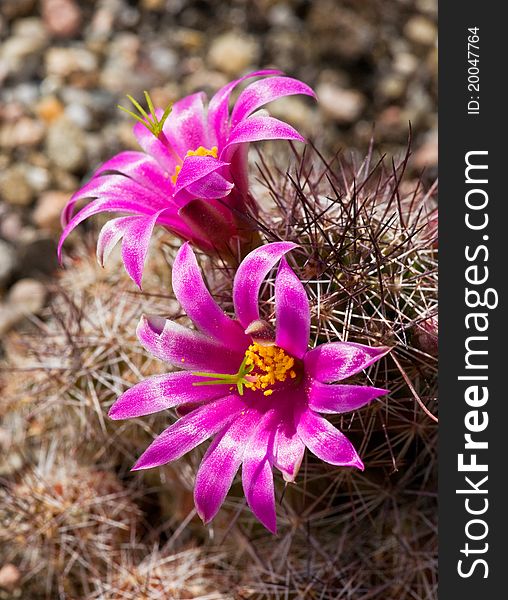 Blowing Mammillaria swinglei in the garden.