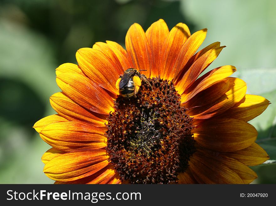 Bumblebee on sunflower laden with pollen. Bumblebee on sunflower laden with pollen.