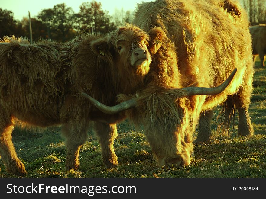 Pastured scottish highland cow and and her calf sunset. Pastured scottish highland cow and and her calf sunset