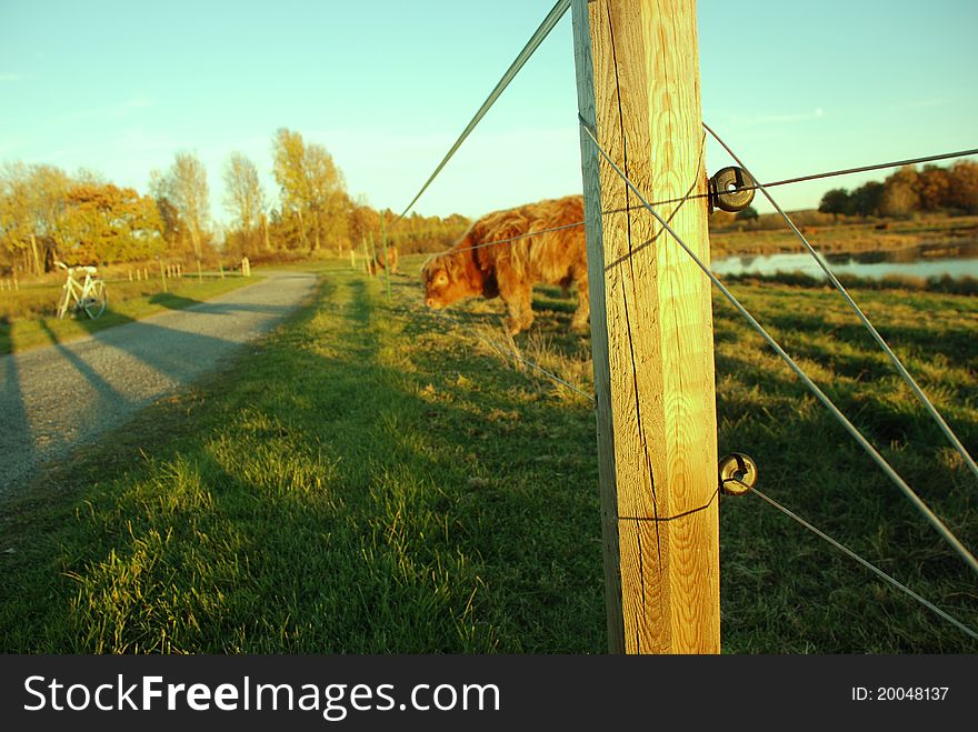 Pastured scottish highland cow in nature