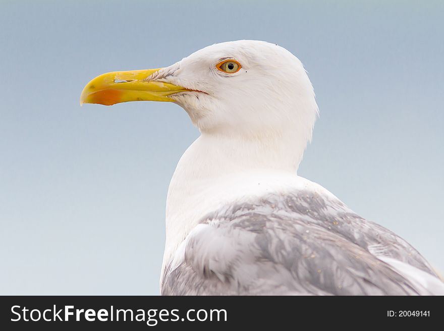 An Adult Of Yellow Legged-gull / Larus Cachinnans