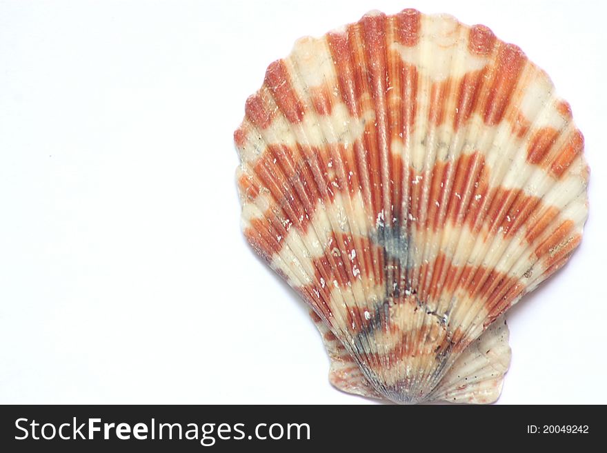 The sea scallop shell on the white background.