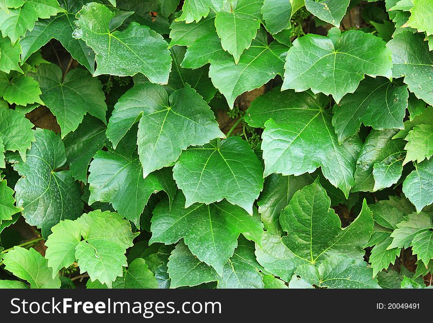 Abstract Green Leafs Background