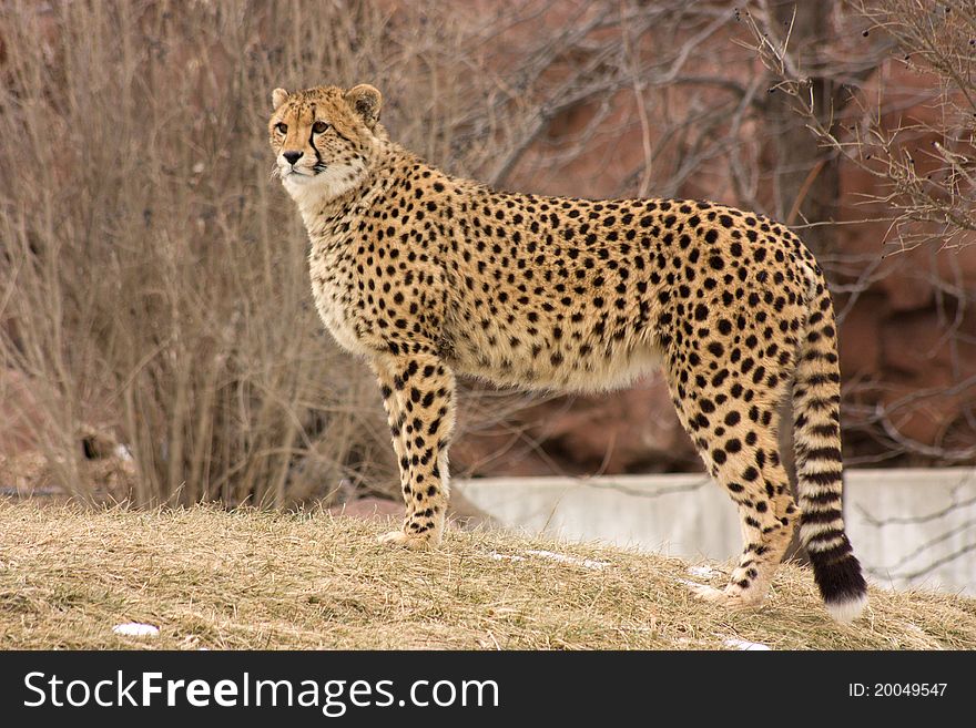 Cheetah in Toronto Zoo in spring time. Cheetah in Toronto Zoo in spring time