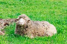 Ram Grazing At Green Rural Pasture Stock Image