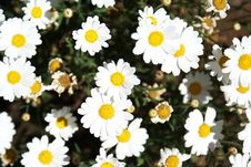 Daisies Stock Image Daisies Stock Image