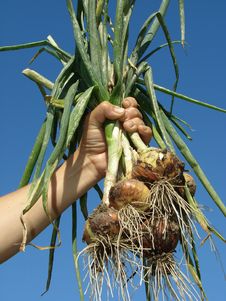 Hand With Onions Stock Photos Hand With Onions Stock Photos