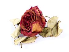 Dry Rose Royalty Free Stock Image Dry Rose Royalty Free Stock Image