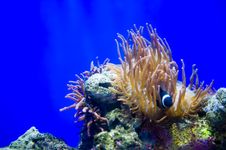 Clown Fishes And Sea Anemone Royalty Free Stock Image Clown Fishes And Sea Anemone Royalty Free Stock Image