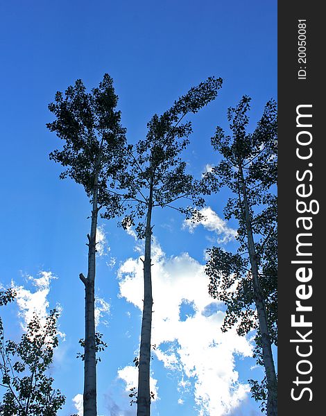 View of trees against a blue sky with clouds. View of trees against a blue sky with clouds