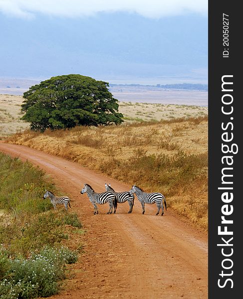 Herding plains zebra with foal in foreground cross a background of wide savannah of the Ngorongoro Crater game reserve, Tanzania. Black and white stripes pattern contrasts with the red earth roads and dry grassland of the park landscape. Herding plains zebra with foal in foreground cross a background of wide savannah of the Ngorongoro Crater game reserve, Tanzania. Black and white stripes pattern contrasts with the red earth roads and dry grassland of the park landscape.