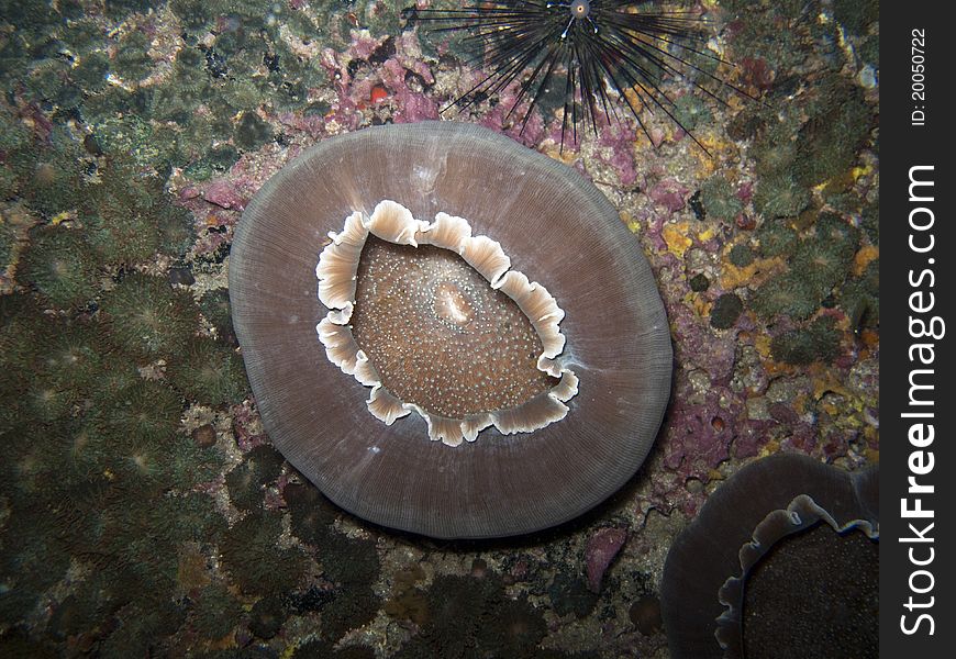 Anemone - Amplexidiscus fenestrafer Marine Life Tropical