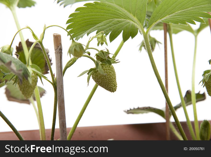 Strawberry plant with unripe strawberry