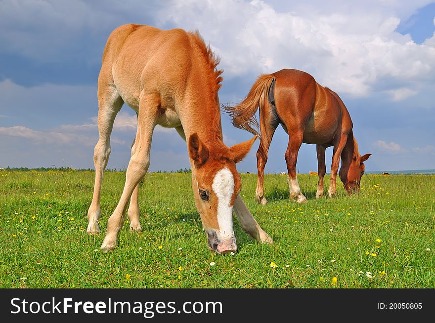 A foal with a mare on a summer pasture in a rural landscape. A foal with a mare on a summer pasture in a rural landscape.