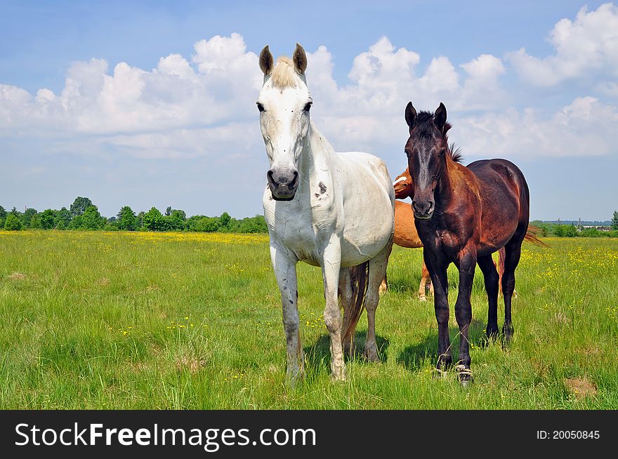 Horses on a summer pasture