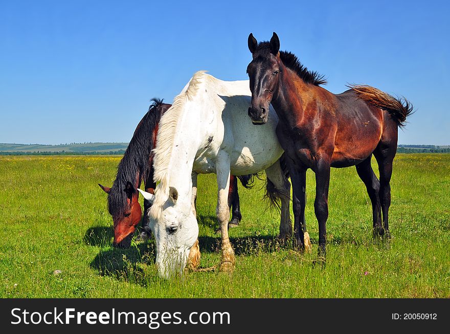 A horses on a summer pasture in a rural landscape.