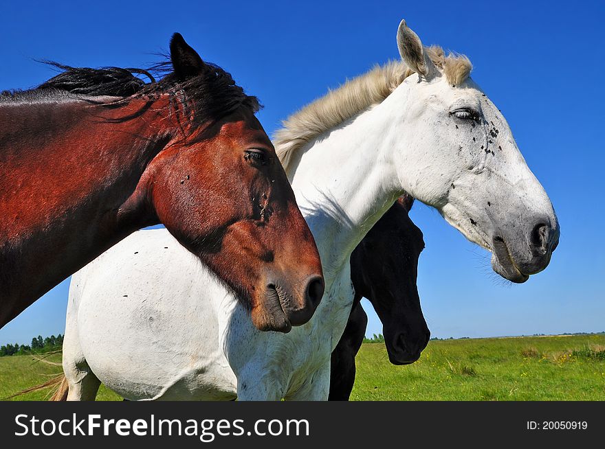 Horses on a summer pasture