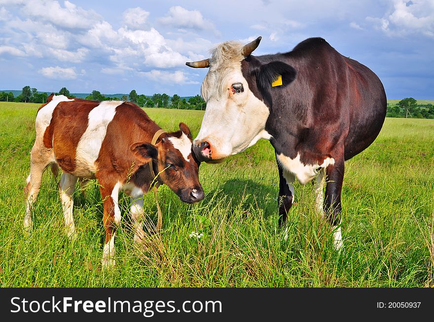 The calf near mother on a pasture in a summer rural landscape. The calf near mother on a pasture in a summer rural landscape