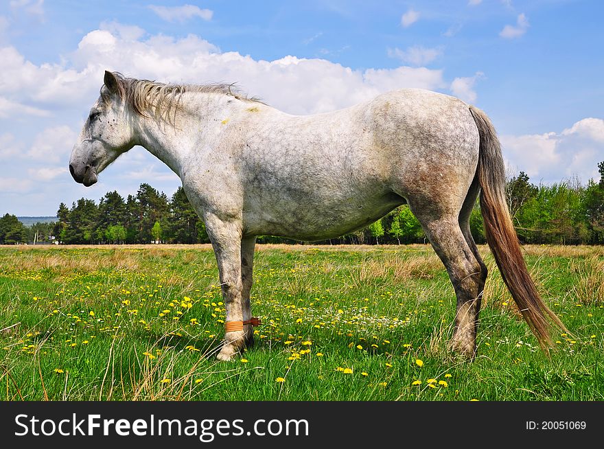 Horse on a summer pasture.