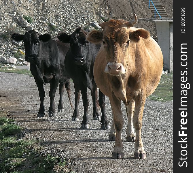 Two black and one brown cows at Elbrus region