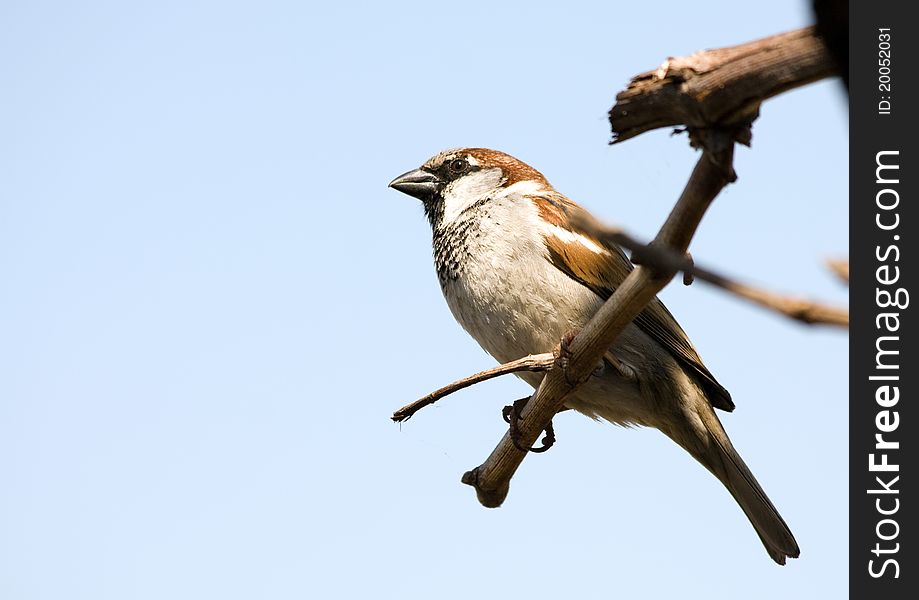 A sparrow on the branch of the tree against blue sky. A sparrow on the branch of the tree against blue sky