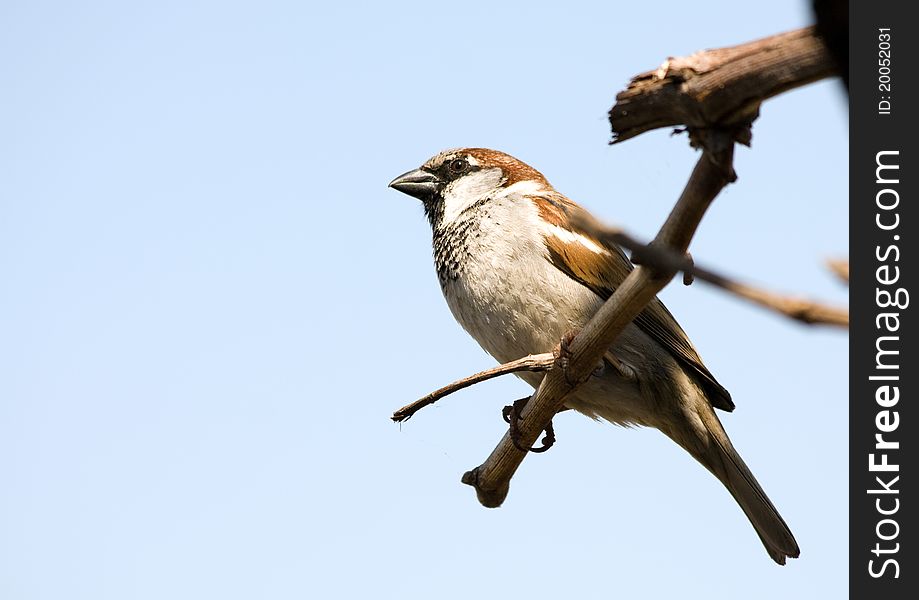 Small Sparrow