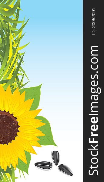 Sunflower With Grass And Pips. Banner
