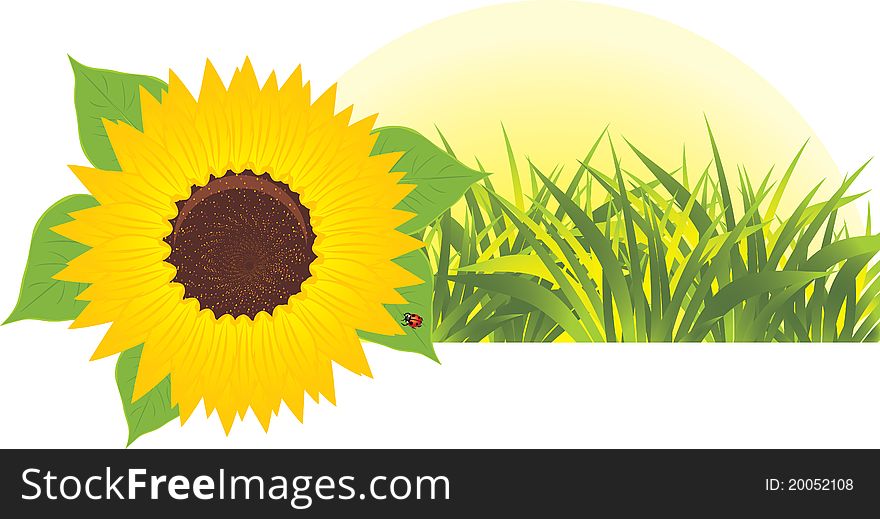 Sunflower with grass. Banner. Illustration