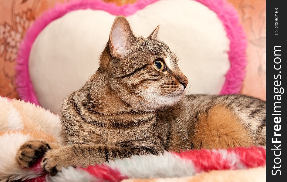 Cat lie on Pillow and looks aside