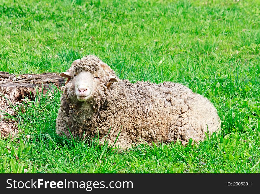 Ram grazing at green rural pasture