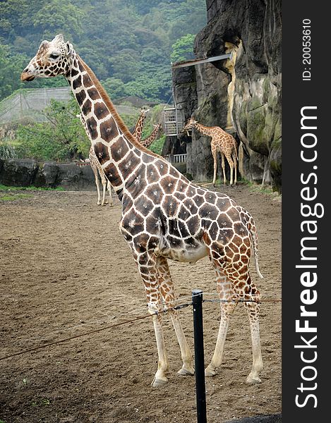 Beautiful Giraffe in Taipei Zoo