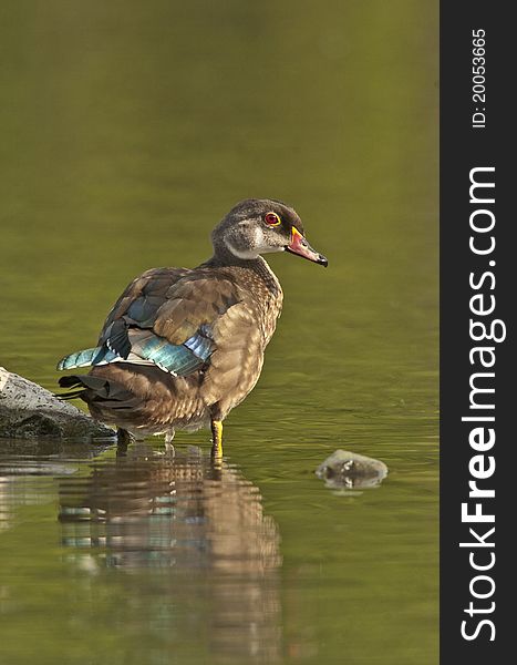 Male wood duck in eclipse plumage standing in pond. Male wood duck in eclipse plumage standing in pond