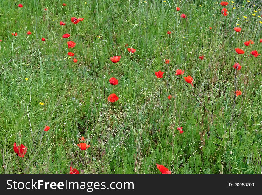 Field of poppy surrounded by green nature. Field of poppy surrounded by green nature