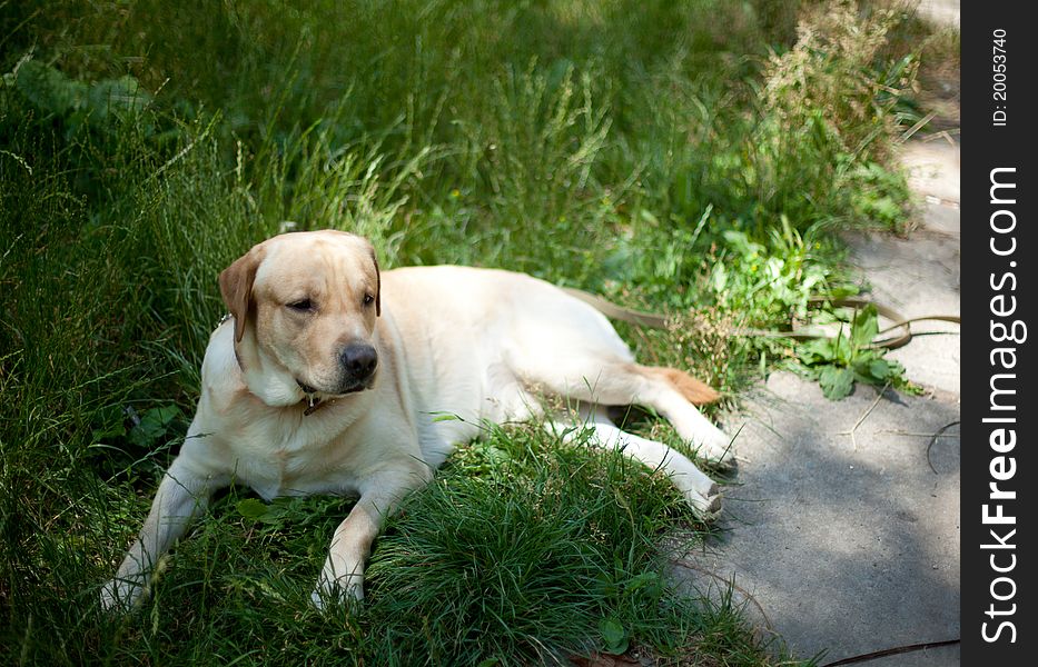 Labrador resting in the park. Labrador resting in the park