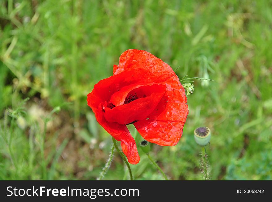 Field of poppy surrounded by green nature. Field of poppy surrounded by green nature