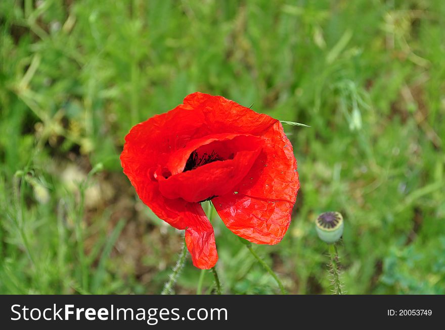 Field of poppy surrounded by green nature. Field of poppy surrounded by green nature