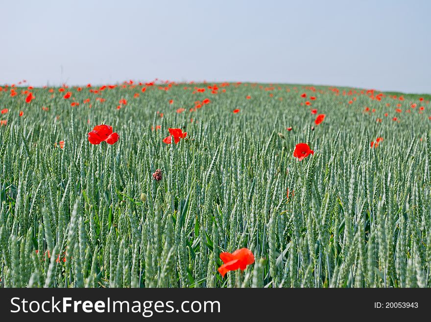 Field of wheat and poppy in Ukraine. Field of wheat and poppy in Ukraine