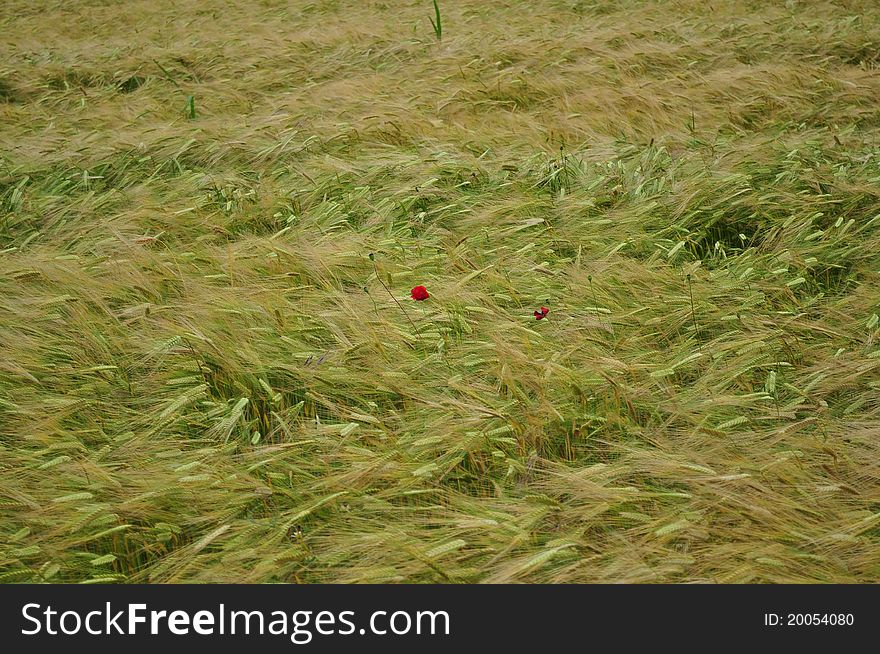Field of poppy surrounded by wheat field. Field of poppy surrounded by wheat field