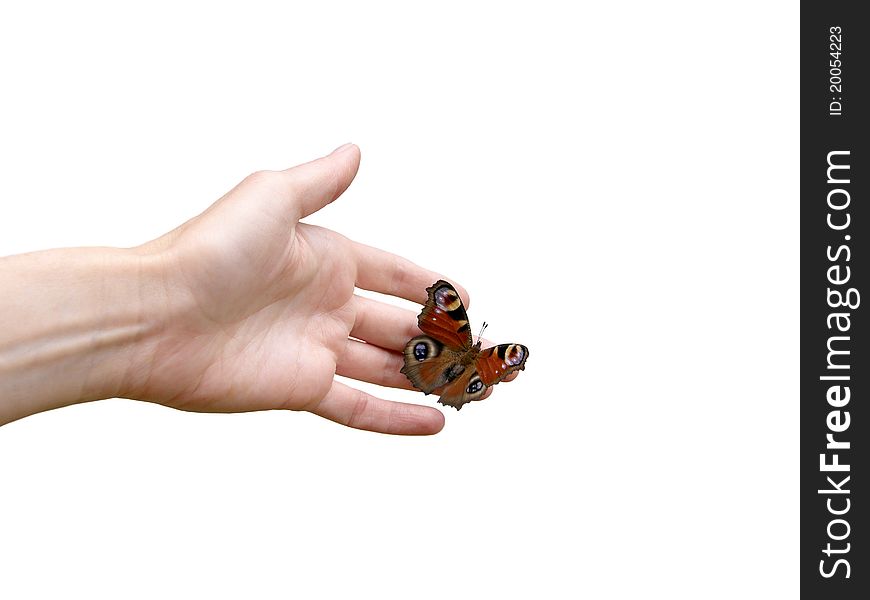 Wonderful butterfly sitting on the hand. Wonderful butterfly sitting on the hand