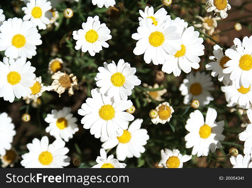 Blooming daisies in full sunlight