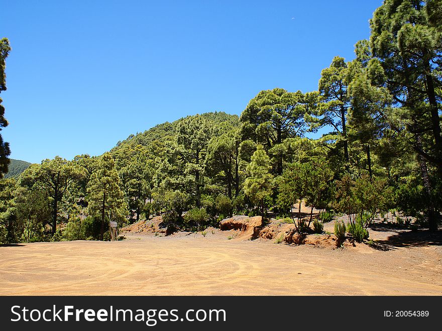 Pine forest against blue sky